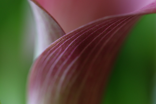 Close up of calla lily
