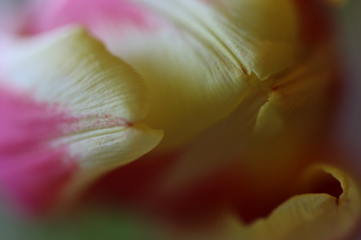 Tulip petals in close up