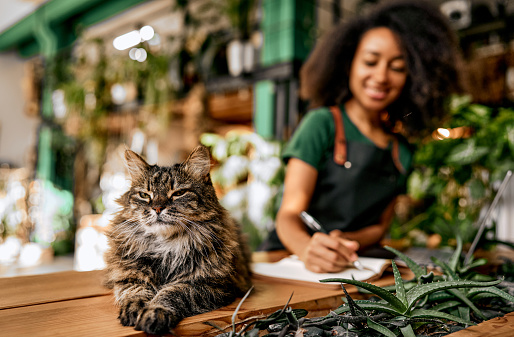 A beautiful satisfied fluffy gray cat lies on a wooden table of a flower shop or cafe. In the background, a blurred woman in an apron writes in a notebook. Small business concept. Finance, startup.