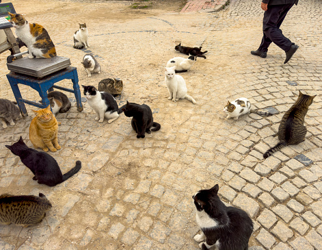 Many cute stray cats gathered together.