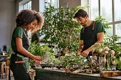 Two entrepreneurs work in a plant shop, transplant flower pots, make florariums. Beautiful african-american woman and a caucasian men in aprons work at a table with plants.