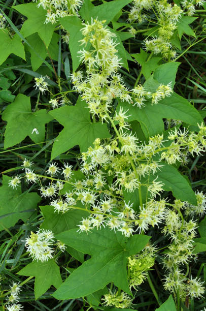 istock In the wild echinocystis lobata grows 1975832279