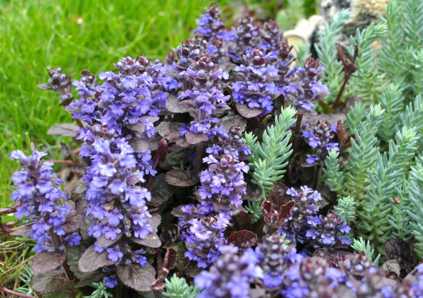 ajuga reptans is blooming in the garden - ajuga - fotografias e filmes do acervo