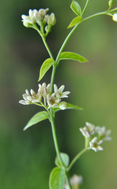 in spring, vincetoxicum hirundinaria blooms in the forest - antitoxin foto e immagini stock