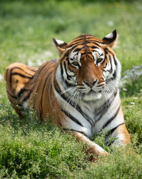 istock A tiger in zoo, lying n the grass. 1975845988