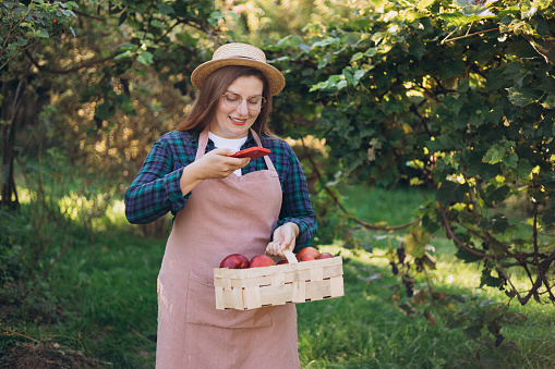 Young woman smile and take photo with smart phone in garden. 30s women in a hat is picking red apples in a basket on nature background. Harvesting apples in an organic garden.