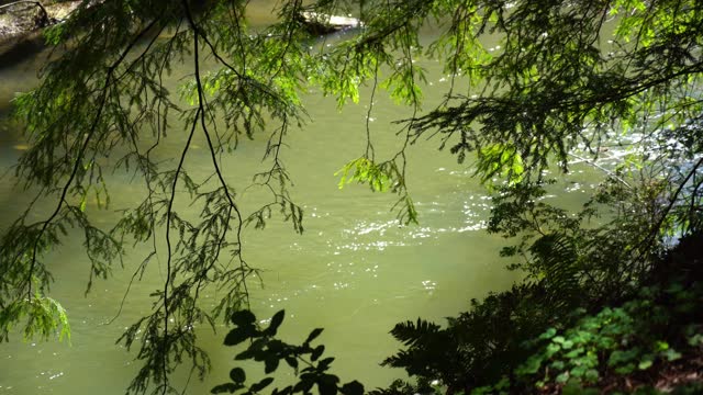 Stream of Water Flowing Through Samuel P. Taylor State Park in Northern California