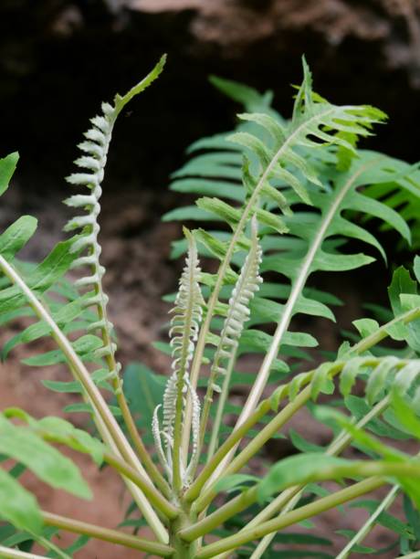 istock Plants in the forest on La Palma 1975855314