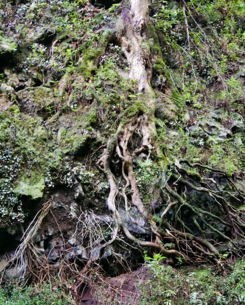 weg durch dschungel cubo de la galga - ancient forest arch architecture imagens e fotografias de stock