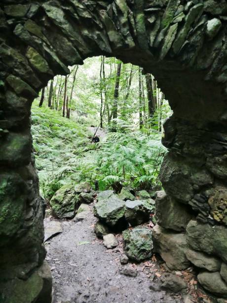 weg durch dschungel cubo de la galga - ancient forest arch architecture imagens e fotografias de stock