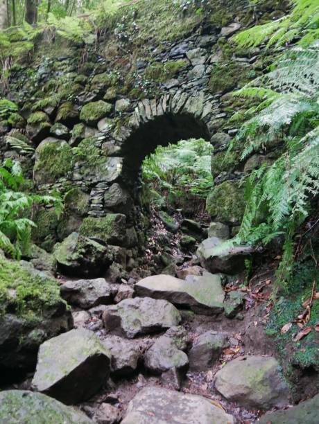 weg durch dschungel cubo de la galga - ancient forest arch architecture imagens e fotografias de stock