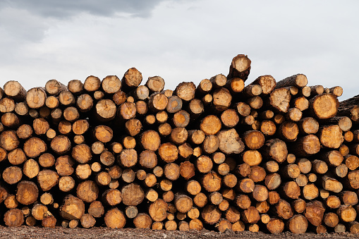 Chopped firewood prepared to heat home in winter