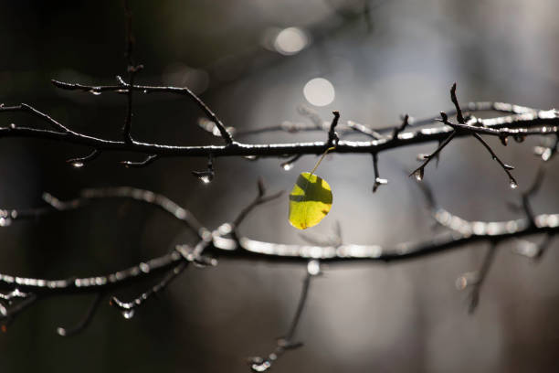 One leaf rest on a branch. Close up image with shiny water drops.