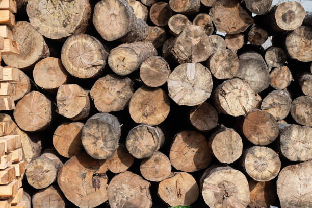 istock Cut trees stacked in a pile, close-up. 1975869795