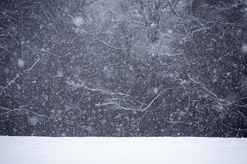 Winter background. snowflakes fall in front of the forest in the darkness. Texture, shapes, cold, scenic nature.
