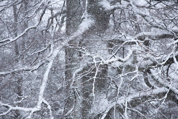 Beautiful beech tree branches covered with snow. Snow and winter effect, nature beauty, natural textures and shapes. Nature background.