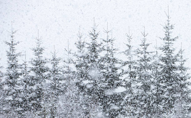istock Young fir trees under heavy snow. Winter background. 1975878037