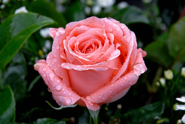 istock Pink rose flower with dew drops 1975879593