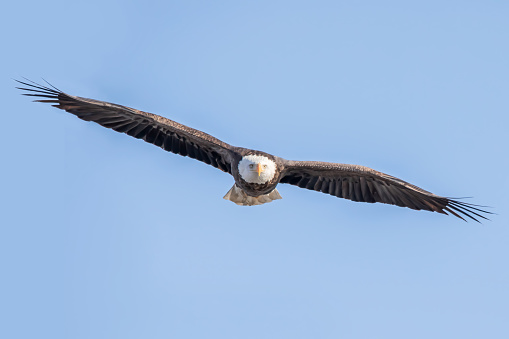 Soaring Bald Eagle near Harrison British Columbia