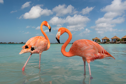 Two pink flamingo birds in blue water on a blue sky in a tropical surrounding on the island of Arbua
