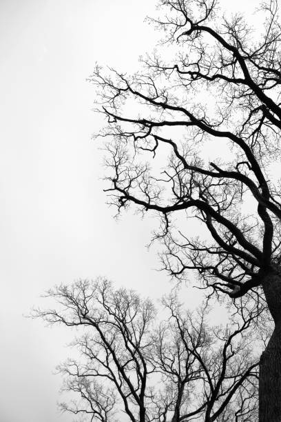 istock Leafless oak branches. Silhouettes of dark branches of tree with dramatic sky. 1975886401