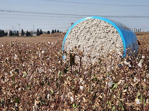 Cotton field in the north of Israel, ready for harvesting.
