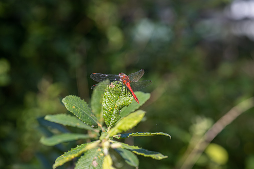 Dragonfly landing on a green leaf.