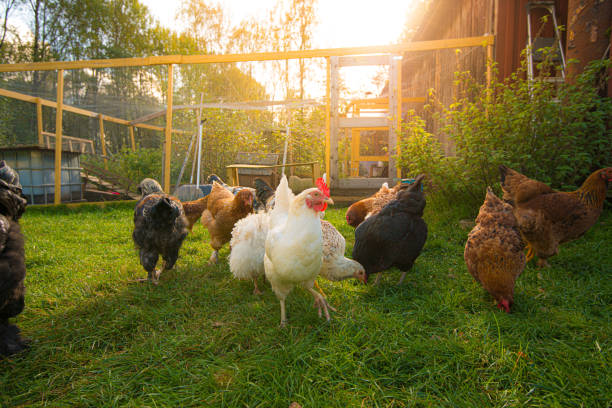 Happy chicken outside the pen..