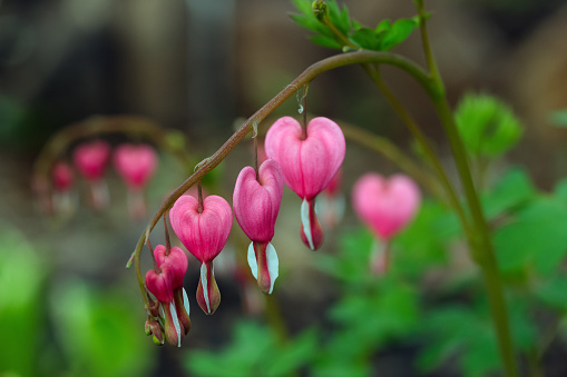 Branch of spectacular pink bloom of Dicentra 'Luxuriant' (Fern-Leaf Bleeding Heart) with green leaves, hardy perennial in a shade garden in spring.