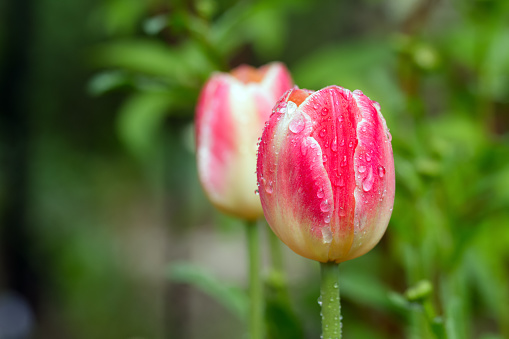 Macro flower photography after a rain storm in the spring of 2021. Maymont April 21