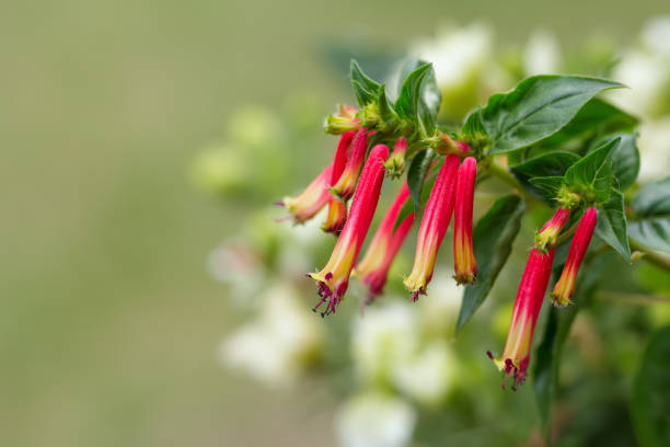 exotic red and yellow trumpet flowers of cuphea in the garden. - оркестровые колокола стоковые фото и изображения