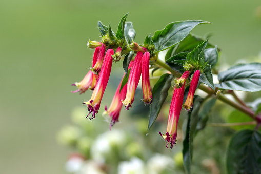 Vibrant exotic tropical bloom of Cuphea Hummingbird's Lunch Cigar Plant, red and yellow tubular flowers with green foliage in the summer garden.