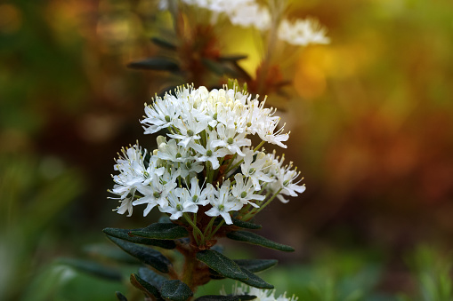 Beautiful white cluster of Labrador tea blossom, with green foliage is growing in the wood, warm sunlight.