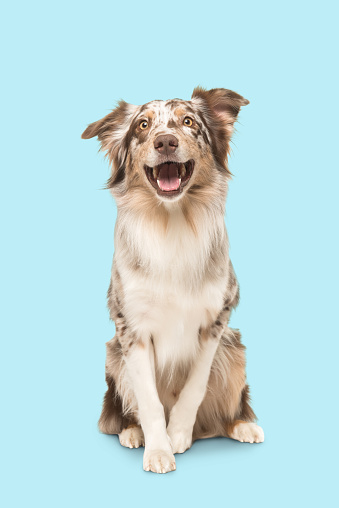 Cute sitting smiling australian shepherd facing the camera with its mouth open seen from the front on a soft blue background