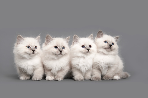 Four cute ragdoll purebred kittens together looking away on a grey background