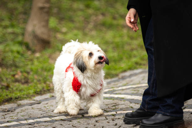 Beautiful white dog walking with its owner at public park.