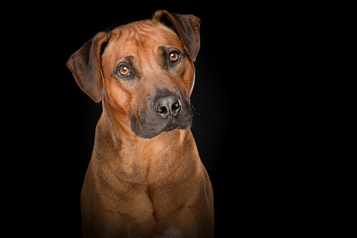 Close up of brindle boxer dog outdoors.