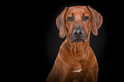 Portrait of a rhodesian ridgeback dog on a black background looking at the camera