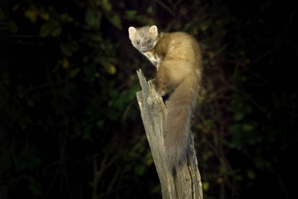 istock Beech or house marten (martes foina) in a tree looking over its shoulder during the night in its natural habitat in the Netherlands 1975921732