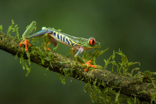 Pretty red eyed tree frog (Agalychnis callidryas) walking on a branch with moss on a green background