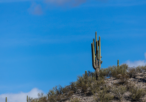 A lone saguaro cacti in the Sonoran Desert of Arizona against a blue sky.