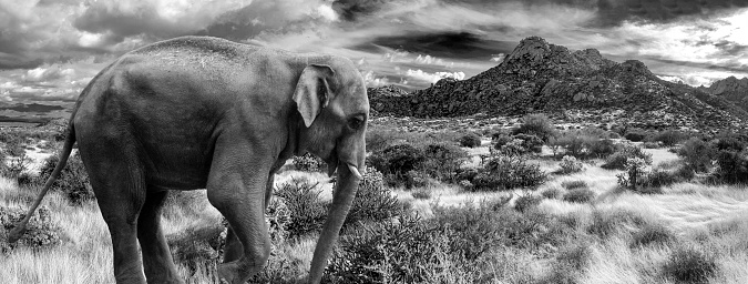 Digital creation of an Elephant roaming the McDowell Sonoran Conservancy Tom's Thumb Trailhead in Scottsdale, Arizona