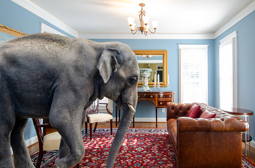 As the saying goes, let’s talk about the elephant in the room. A big elephant inside a living room with nobody inside.