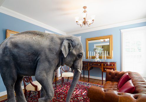 As the saying goes, let’s talk about the elephant in the room. A big elephant inside a living room with nobody inside.