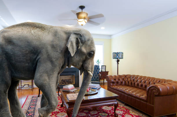 istock Elephant in the Room 1975932778
