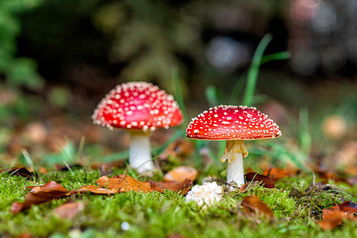 poisonous toadstool in atumn in a european forest
