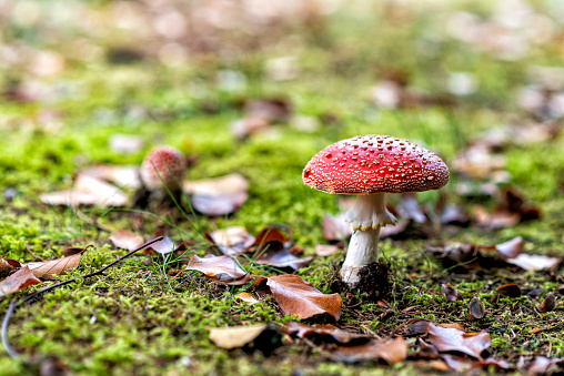 poisonous toadstool in atumn in a european forest