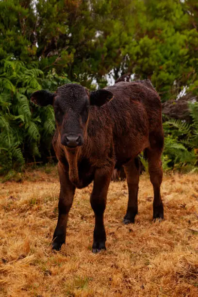 Dark brown calf standing and looking at the camera