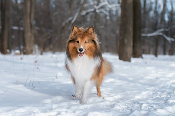 istock Shetland sheepdog standing in snowy forest 1975959688