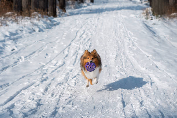 Red sable Sheltie walking in snowy forest during daytime, sun is shining.